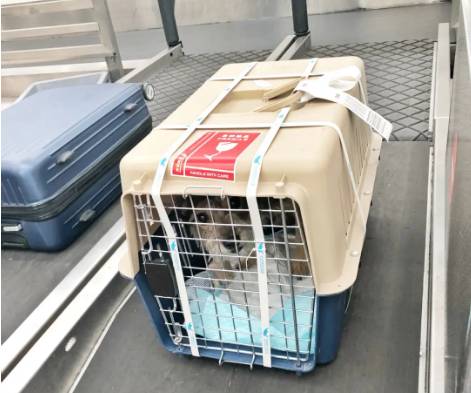 合肥宠物托运 宠物托运公司 机场宠物托运 宠物空运